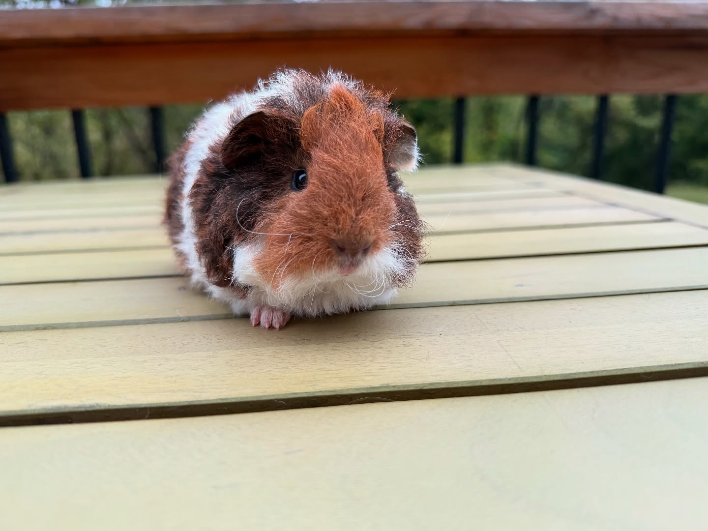 Guinea pig